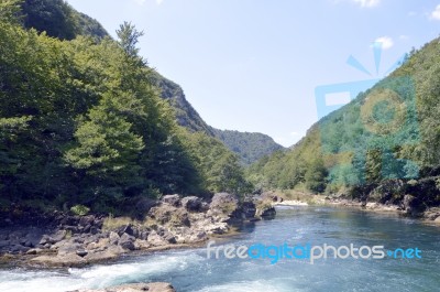 Strbacki Buk Stock Photo