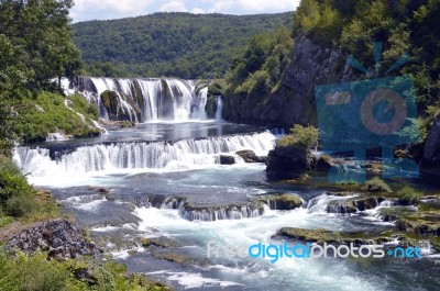 Strbacki Buk Stock Photo