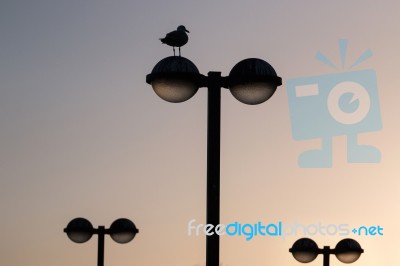 Streetlight With Seagull Stock Photo