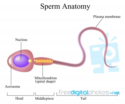 Structure Of A Sperm Cell Stock Image