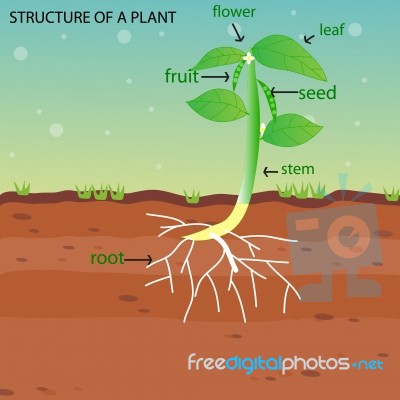 Structure Of Plant Stock Image