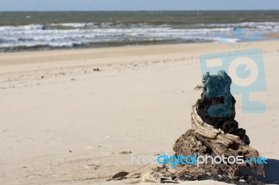 Stump On The Beach Stock Photo