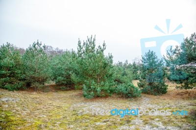 Stunted Pine On The Coast Stock Photo Stunted Pine On The Coast Stock Photo