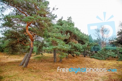 Stunted Pine On The Coast Stock Photo Stunted Pine On The Coast Stock Photo