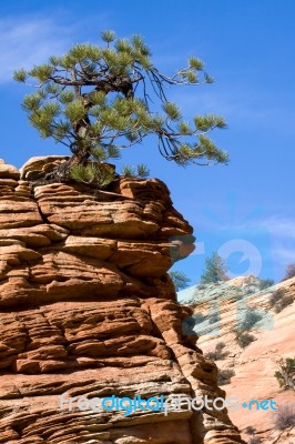 Stunted Tree On A Rocky Outcrop Stock Photo