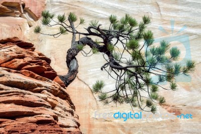 Stunted Tree On A Rocky Outcrop Stock Photo Stunted Tree On A Rocky Outcrop Stock Photo
