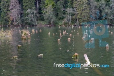 Submerged Forest At The Red Lake In The Eastern Carpathians Roma… Stock Photo