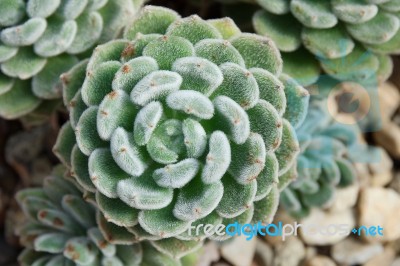 Succulent Plant Stock Photo