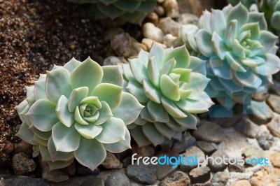 Succulent Plant Stock Photo