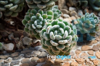Succulent Plant Stock Photo