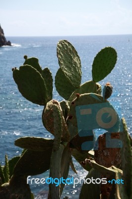 Succulents That Grow Wild On The Rocks B Stock Photo Succulents That Grow Wild On The Rocks B Stock Photo