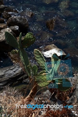 Succulents That Grow Wild On The Rocks C Stock Photo Succulents That Grow Wild On The Rocks C Stock Photo