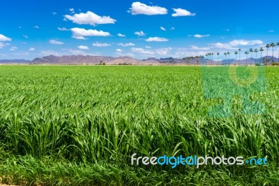 Sudan Field In Yuma Arizona Stock Photo