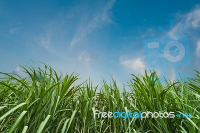 Sugar Cane With Blue Sky Stock Photo