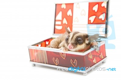 Sugar Glider In Glass Box Stock Photo