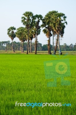 Sugar Palm Stock Photo