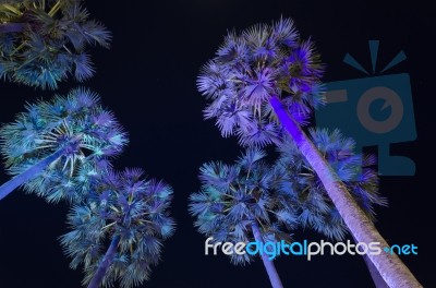 Sugar Palm Trees Stock Photo