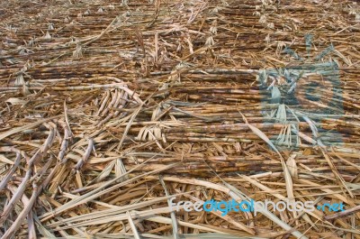 Sugarcane Farm Stock Photo