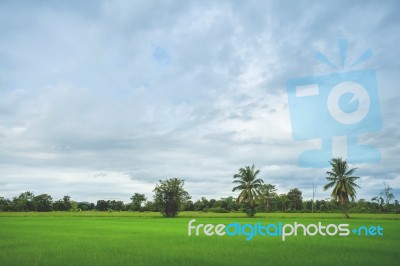 Sugarcane Field With Green Rice Field In A Cloudy Day Stock Photo