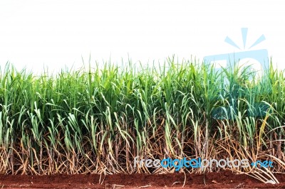 Sugarcane On Dry Ground Stock Photo Sugarcane On Dry Ground Stock Photo