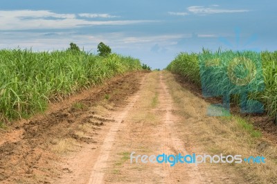 Sugarcane Road Landscape Stock Photo