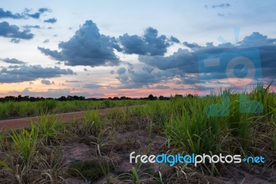 Sugarcane Sunset Landscape Stock Photo