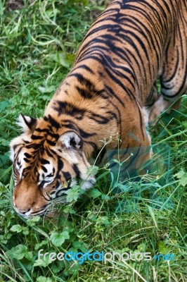 Sumatran Tiger (panthera Tigris Sumatrae) Stock Photo