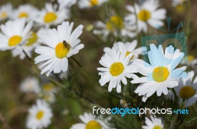 Summer Background Stock Photo