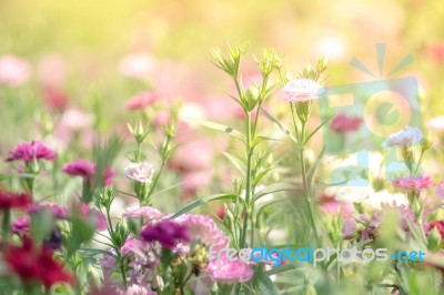 Summer Blossoming Lavender Background, Selective Focus Stock Photo