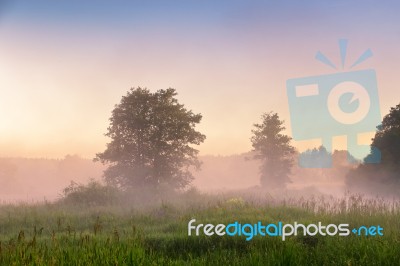 Summer Misty Dawn On The Bog. Foggy Swamp In The Morning Stock Photo