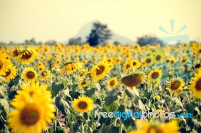 Summer Sunflower Field. Field Of Sunflowers With Blue Sky. A Sun… Stock Photo