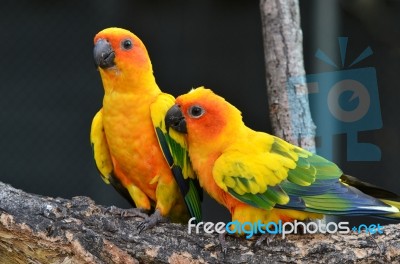 Sun Conure Stock Photo