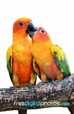 Sun Conure Parrot  Stock Photo