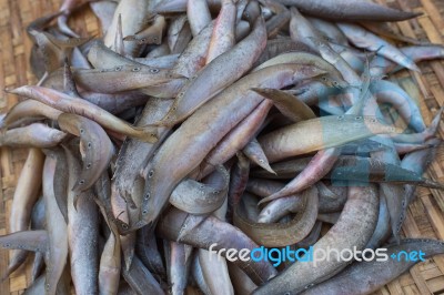 Sun Dried Fish In The Market Stock Photo