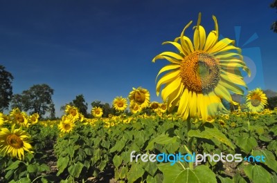 Sun Flower Stock Photo