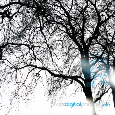 Sun Rays Coming Through Winter Tree Stock Photo