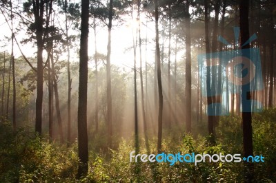 Sunbeam In Pine Forest Stock Photo