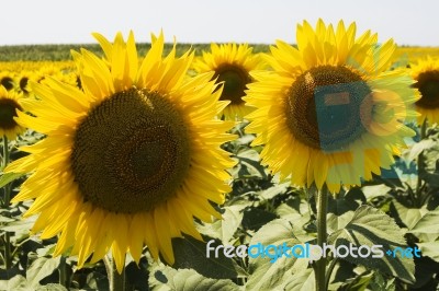 Sunflower Stock Photo