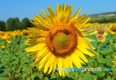 Sunflower And Bees Stock Photo