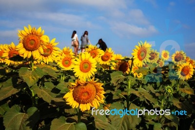 Sunflower And Tourists Are Taking Pictures Stock Photo
