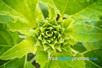 Sunflower Bud Stock Photo