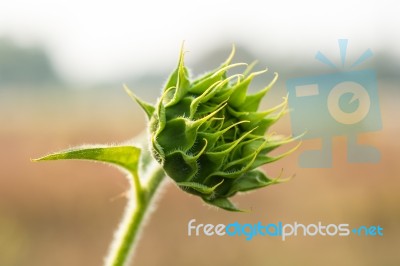 Sunflower Bud In The Field Stock Photo