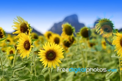 Sunflower Field Stock Photo