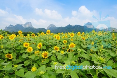 Sunflower Garden Stock Photo