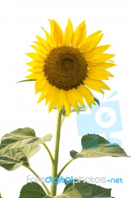 Sunflower Isolated On White Stock Photo