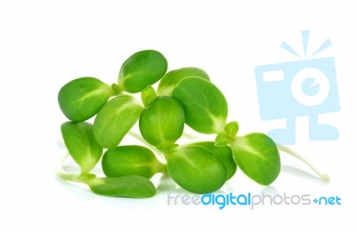 Sunflower Sprouts Isolated On The White Background Stock Photo