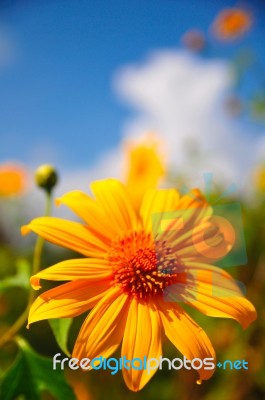  Sunflower Tung Bua Tong  Stock Photo