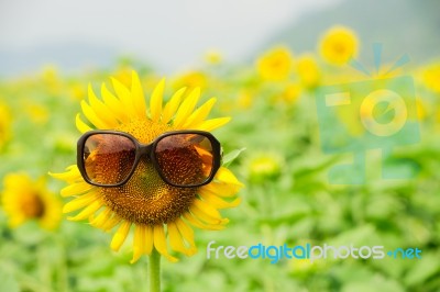 Sunflower Wearing Sunglasses Stock Photo
