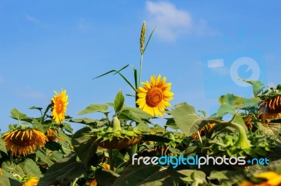 Sunflower With Blue Sky Stock Photo
