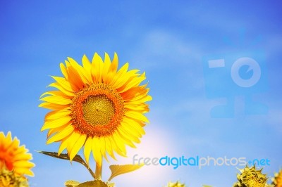 Sunflower With The Blue Sky Stock Photo